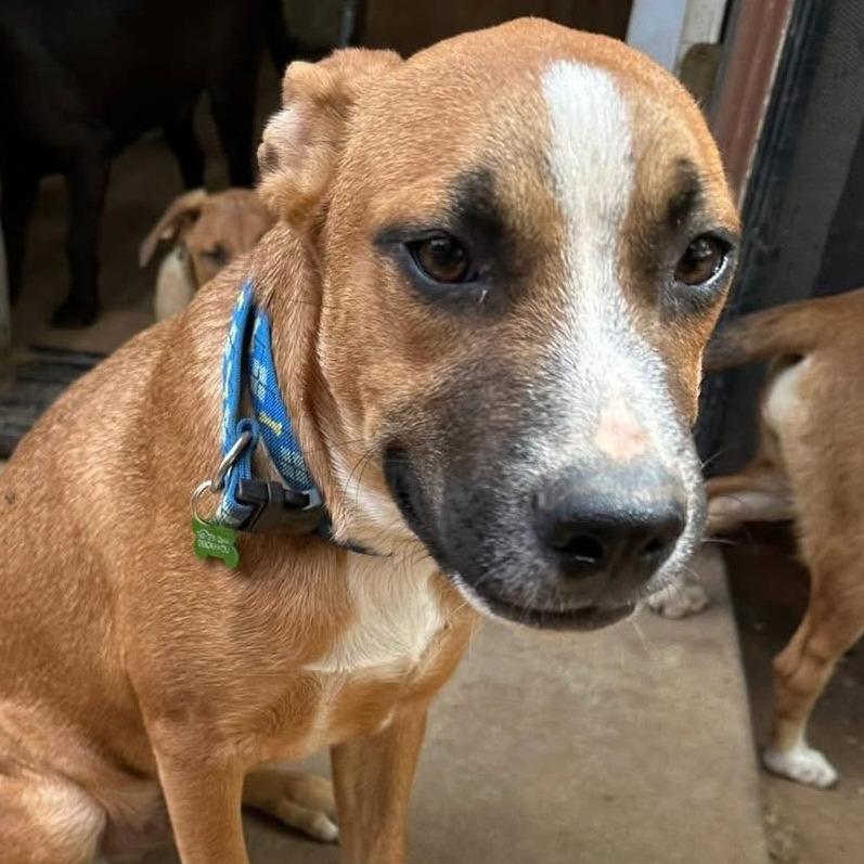 Jeff, a Adoptable Mixed Breed in San Francisco, CA image 6/6