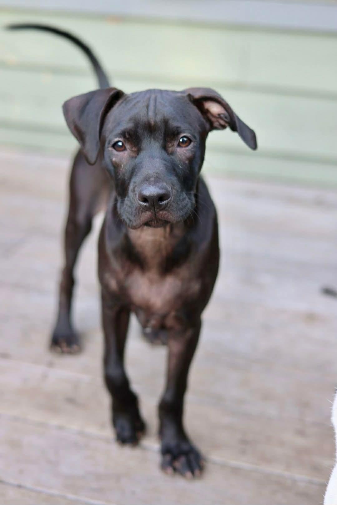 Enlarge Shadow, a Adoptable mixed breed in Duluth, MN image 1/1