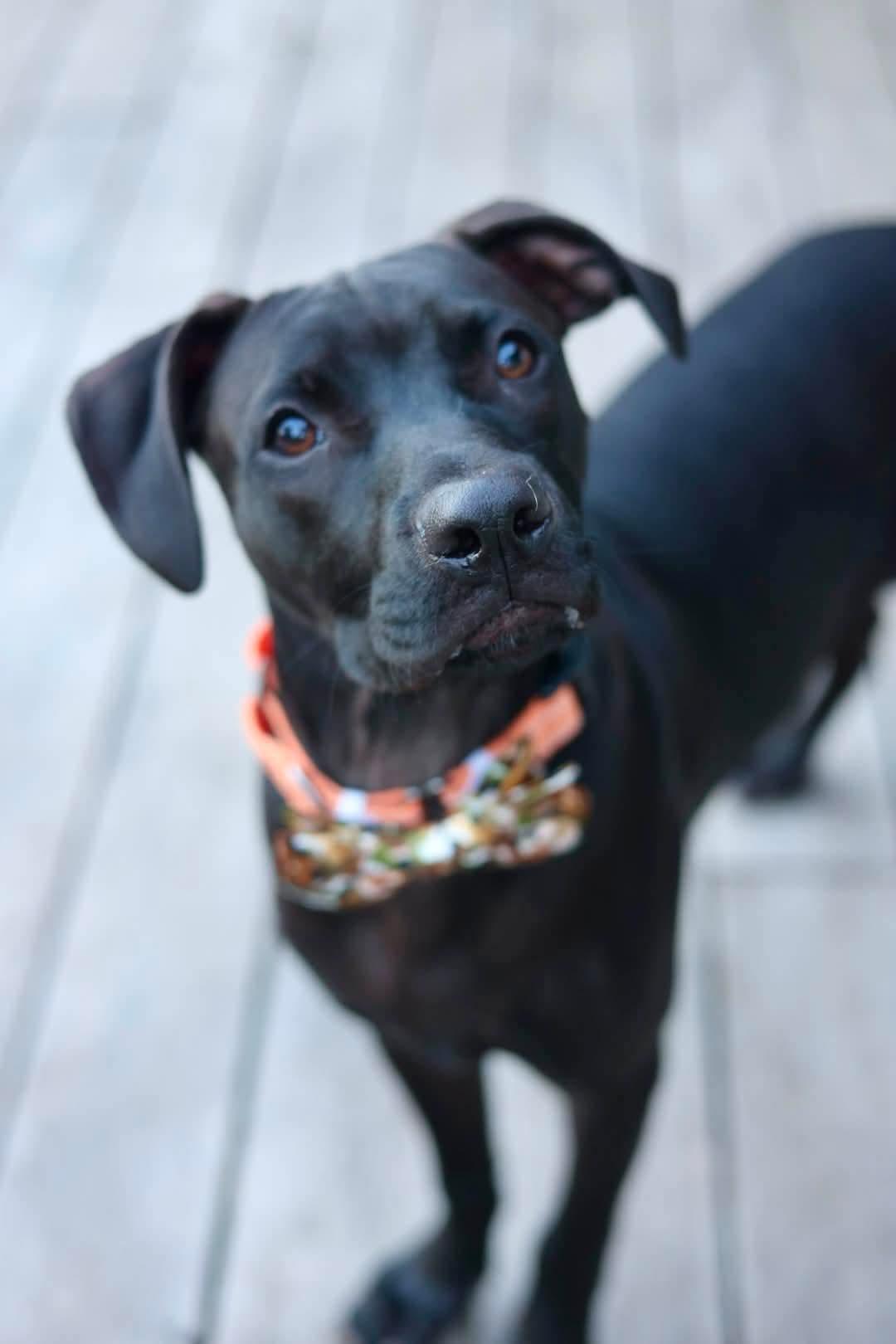 Enlarge Shadow, a Adoptable mixed breed in Duluth, MN image 1/3