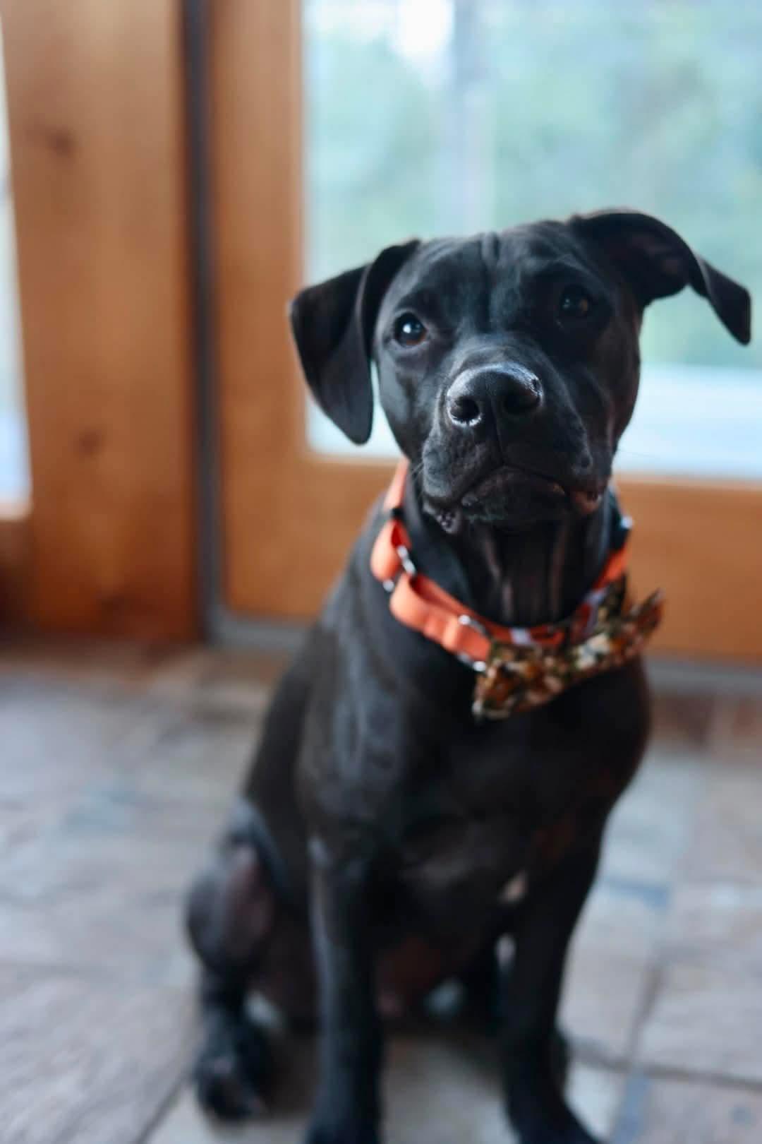 Enlarge Shadow, a Adoptable mixed breed in Duluth, MN image 2/3