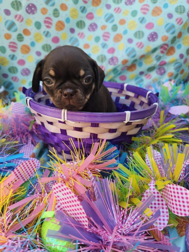 Etna, Adoptable, Puppy Female Pug & French Bulldog.