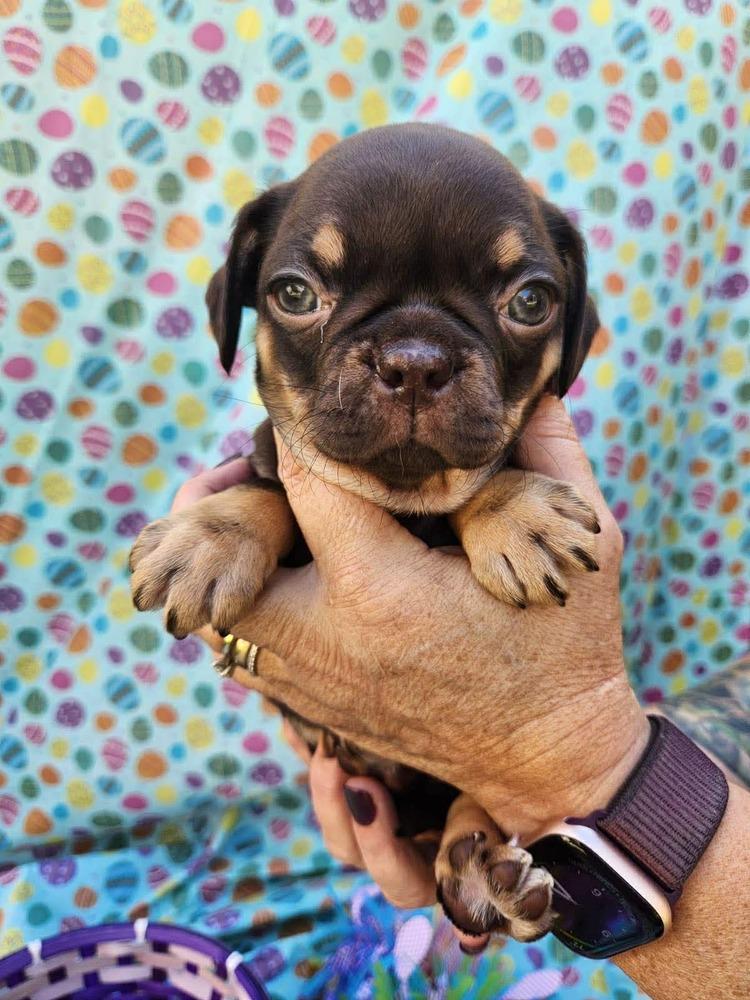 Enlarge Etna, a Adoptable mixed breed in Mission Viejo, CA image 2/4