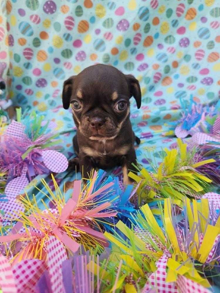 Enlarge Etna, a Adoptable mixed breed in Mission Viejo, CA image 3/4