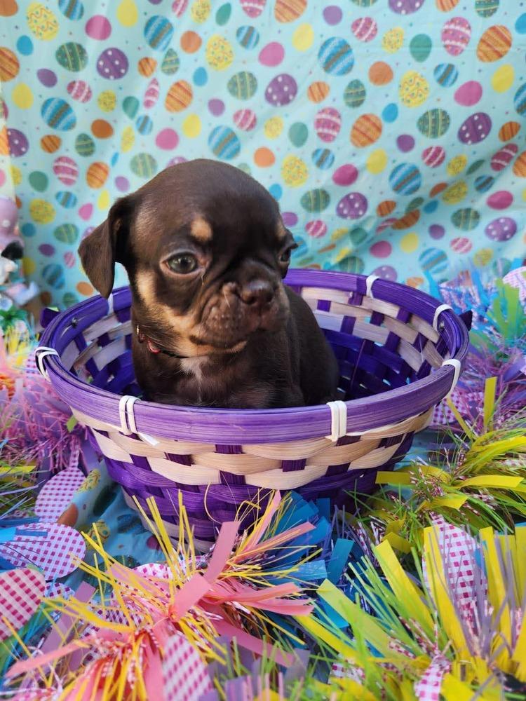 Enlarge Etna, a Adoptable mixed breed in Mission Viejo, CA image 4/4