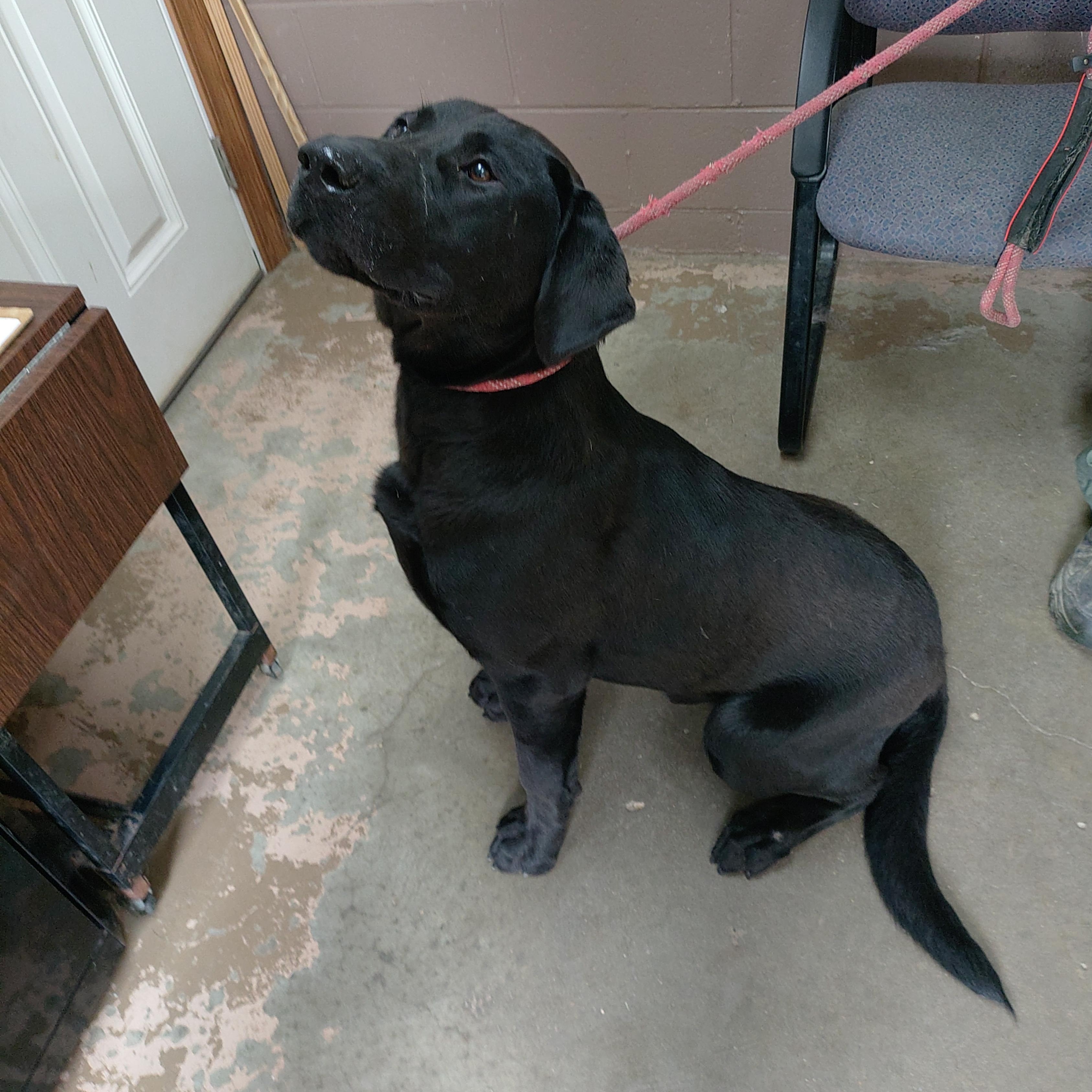 26-071, a ADOPTABLE mixed breed in Carrollton, OH image 4/4