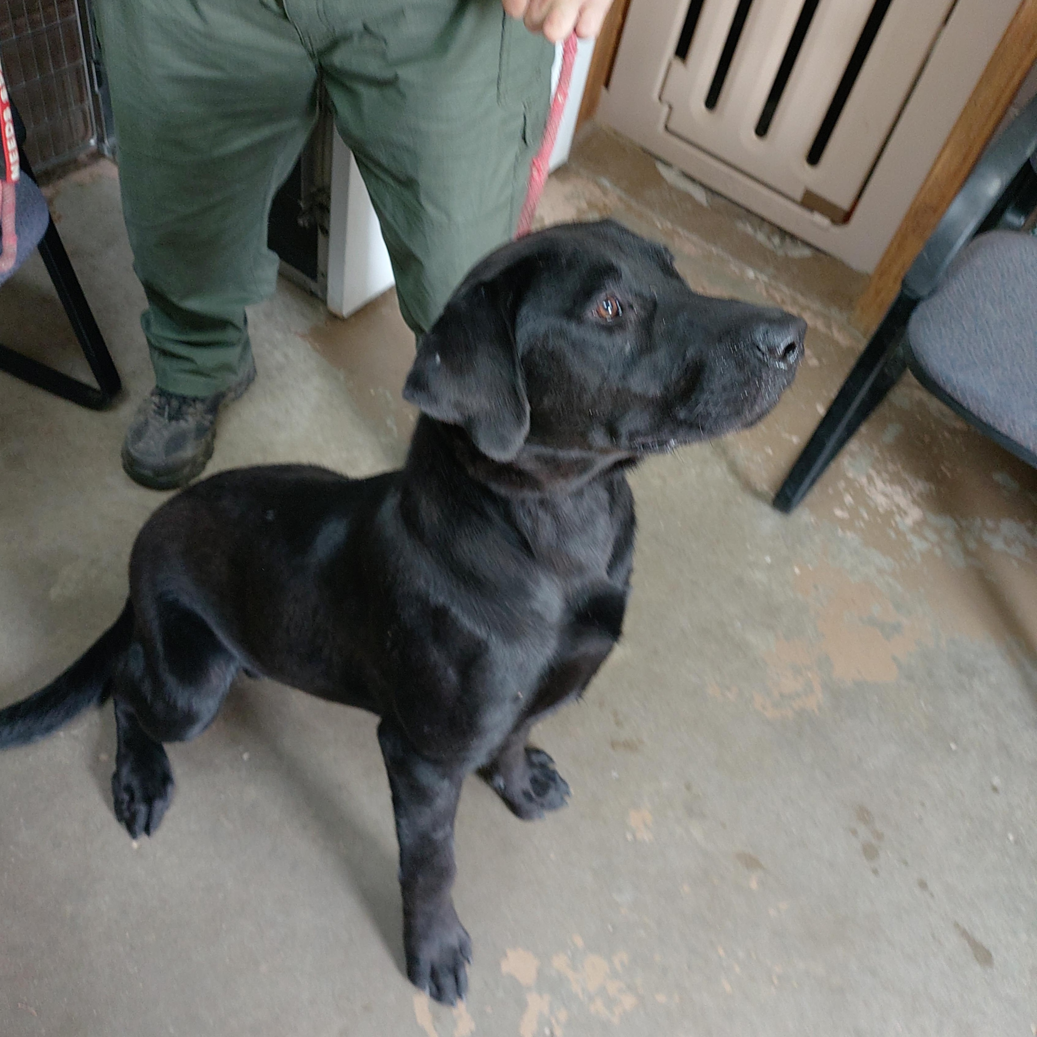 26-071, a ADOPTABLE mixed breed in Carrollton, OH image 2/4