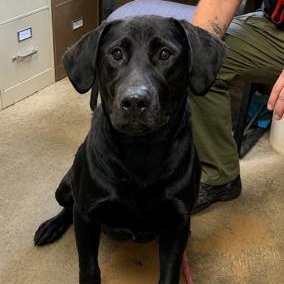 26-071, ADOPTABLE, Young Male Black Labrador Retriever.