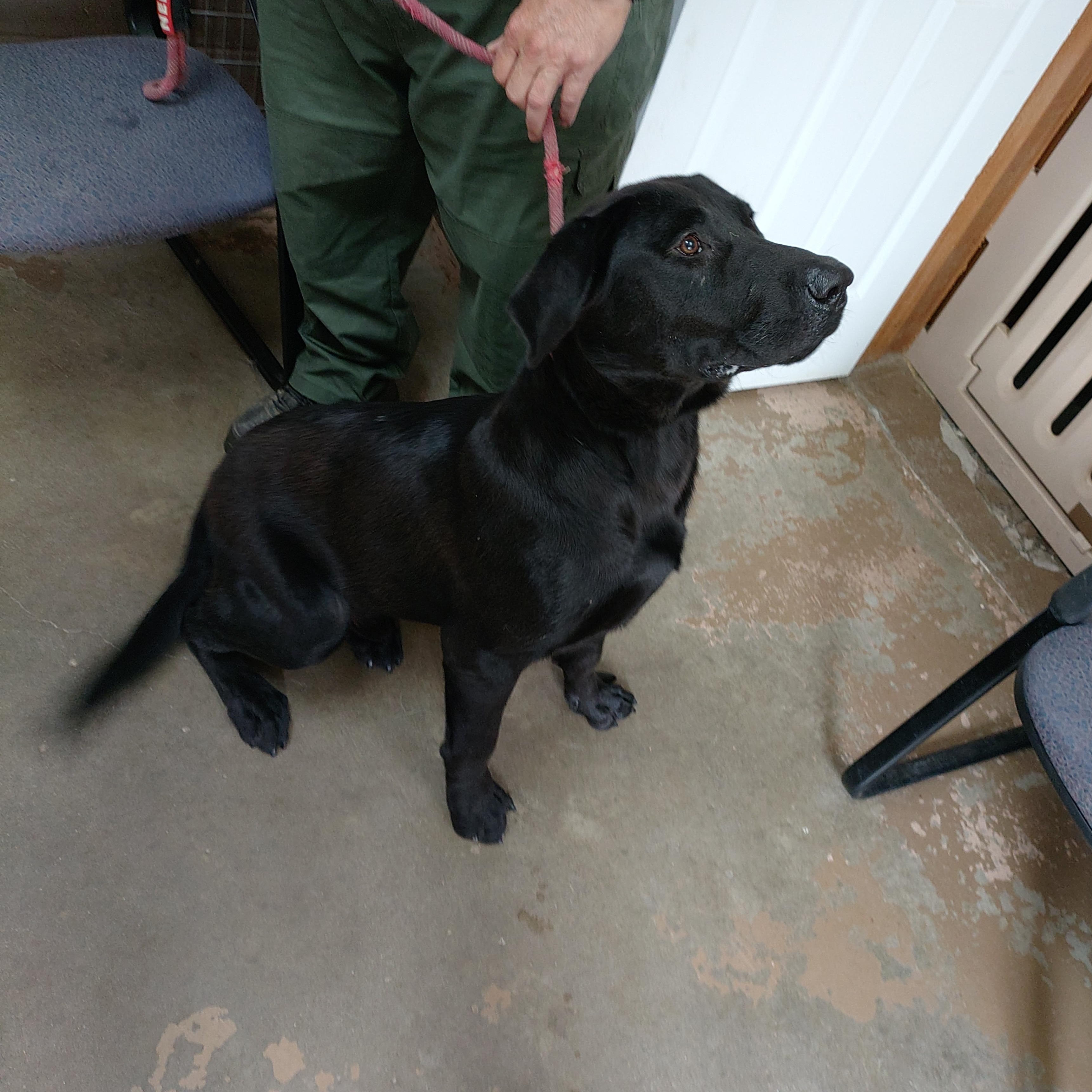 26-071, a ADOPTABLE mixed breed in Carrollton, OH image 3/4
