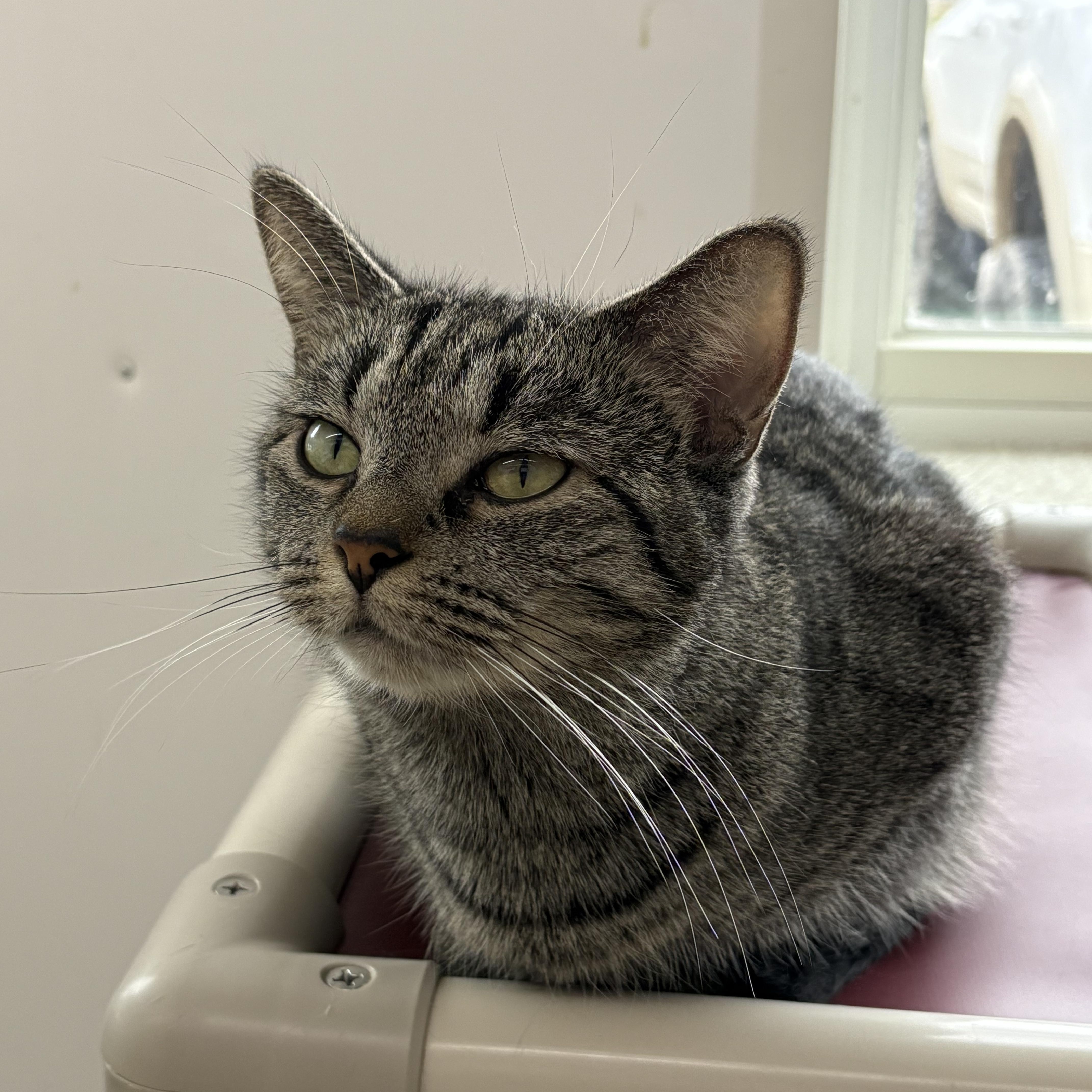 Sage, Adoptable, Adult Female Domestic Short Hair.