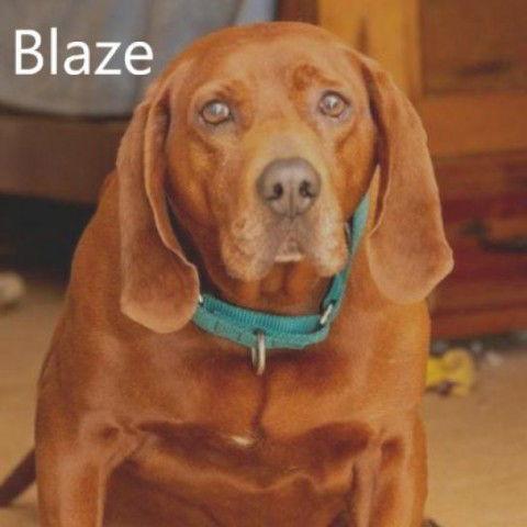 Blaze, Adoptable, Adult Male Redbone Coonhound.