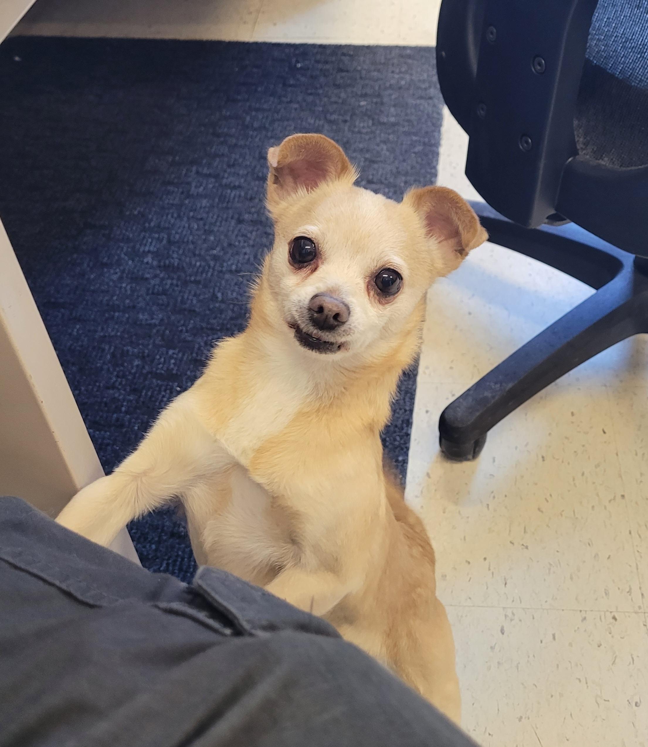 Enlarge Tayto!, an adopted Chihuahua in Meriden, CT image 1/1