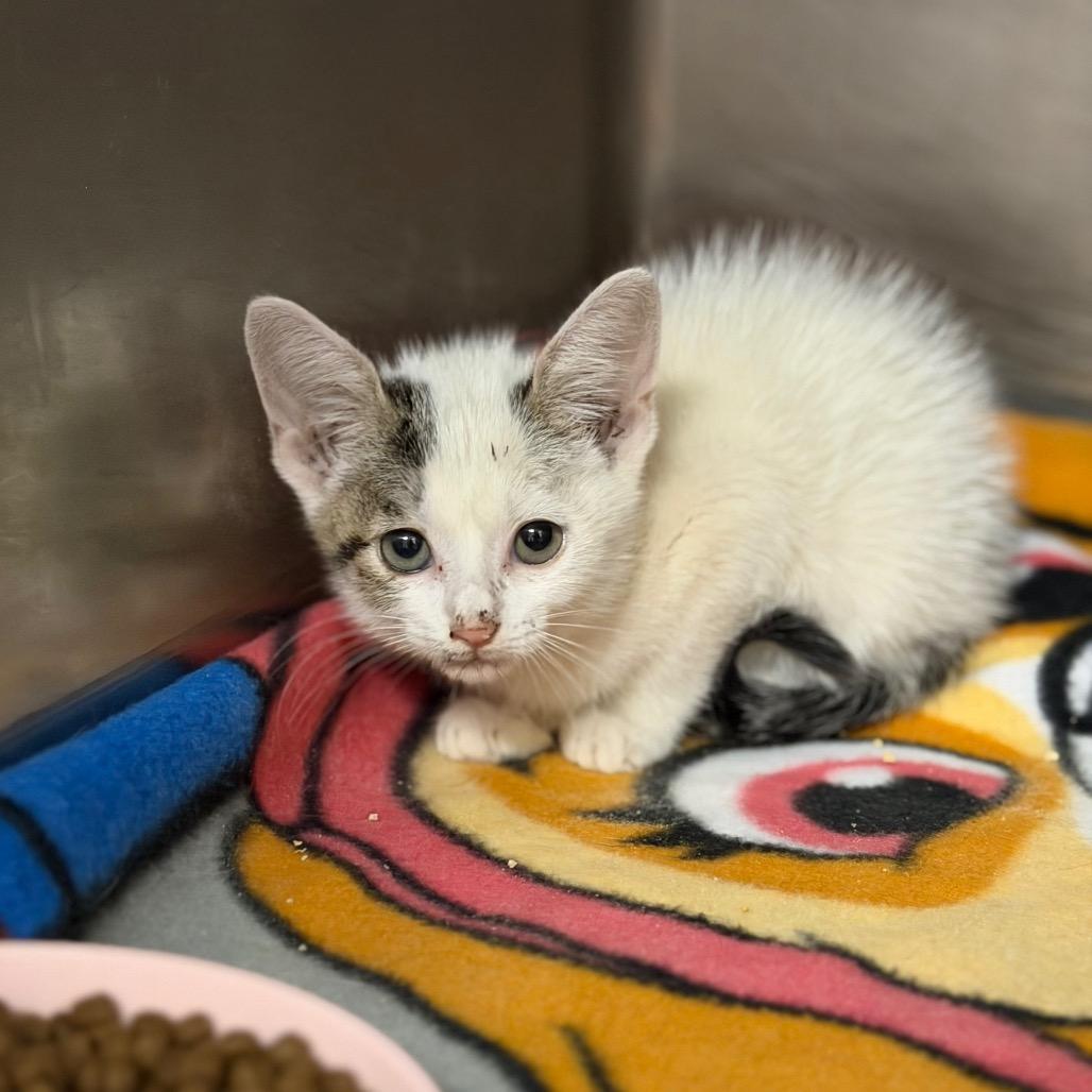 Enlarge Stormi, a Adoptable Domestic Short Hair in Fort Smith, AR image 1/3