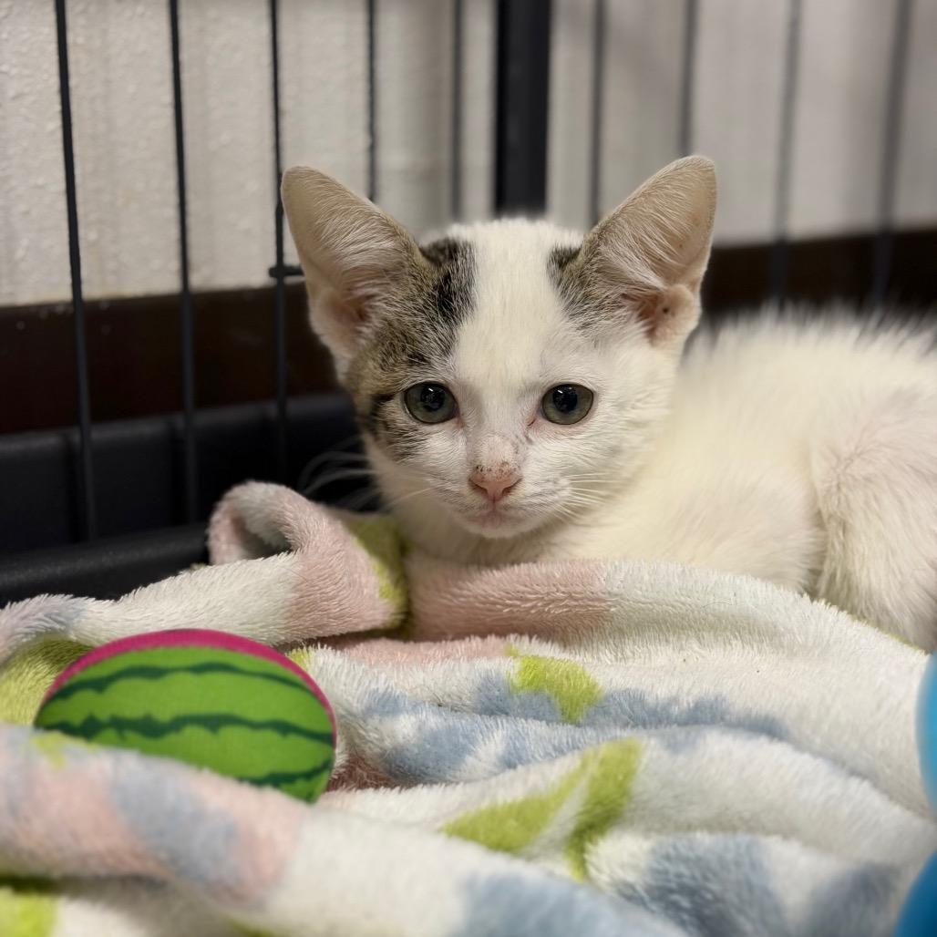 Enlarge Stormi, a Adoptable Domestic Short Hair in Fort Smith, AR image 2/3