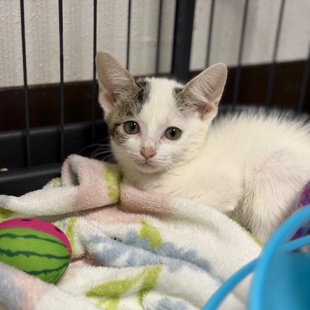 Enlarge Stormi, a Adoptable Domestic Short Hair in Fort Smith, AR image 3/3