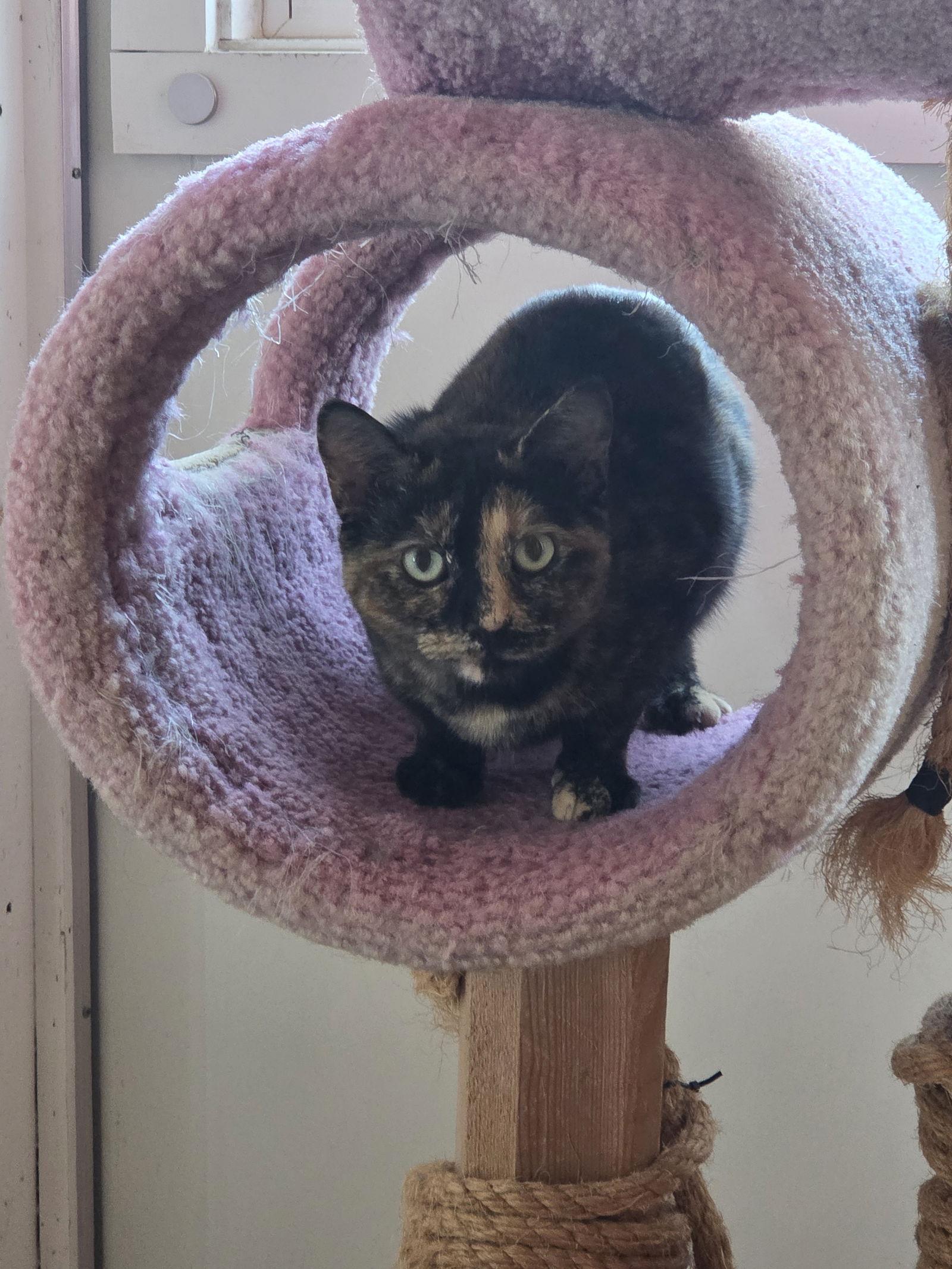 Lizzy, Adoptable, Adult Female Tortoiseshell.