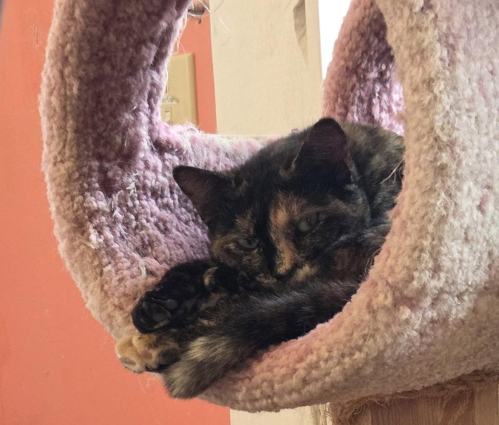 Enlarge Lizzy, a Adoptable Tortoiseshell in Flint Hill, VA image 2/3