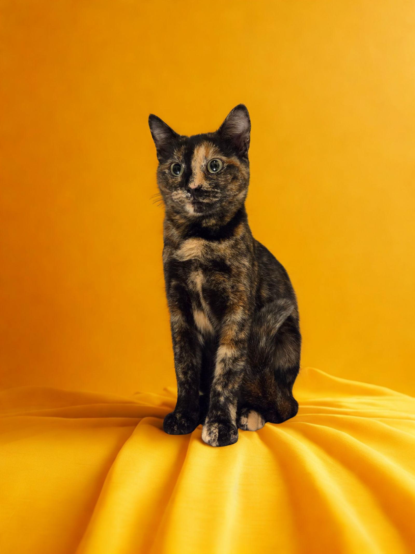 Enlarge Lizzy, a Adoptable Tortoiseshell in Flint Hill, VA image 2/2