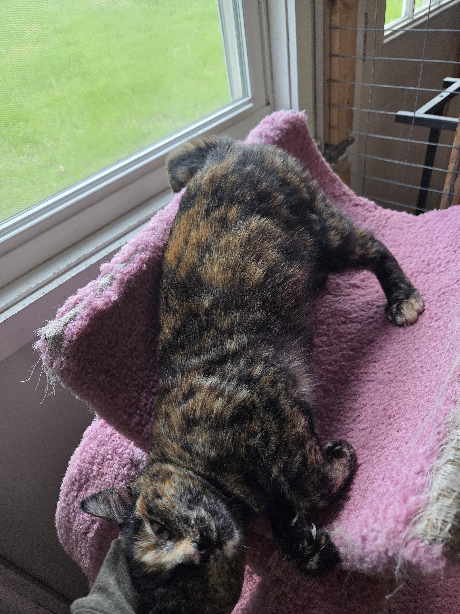 Lizzy, a Adoptable Tortoiseshell in Flint Hill, VA image 3/3