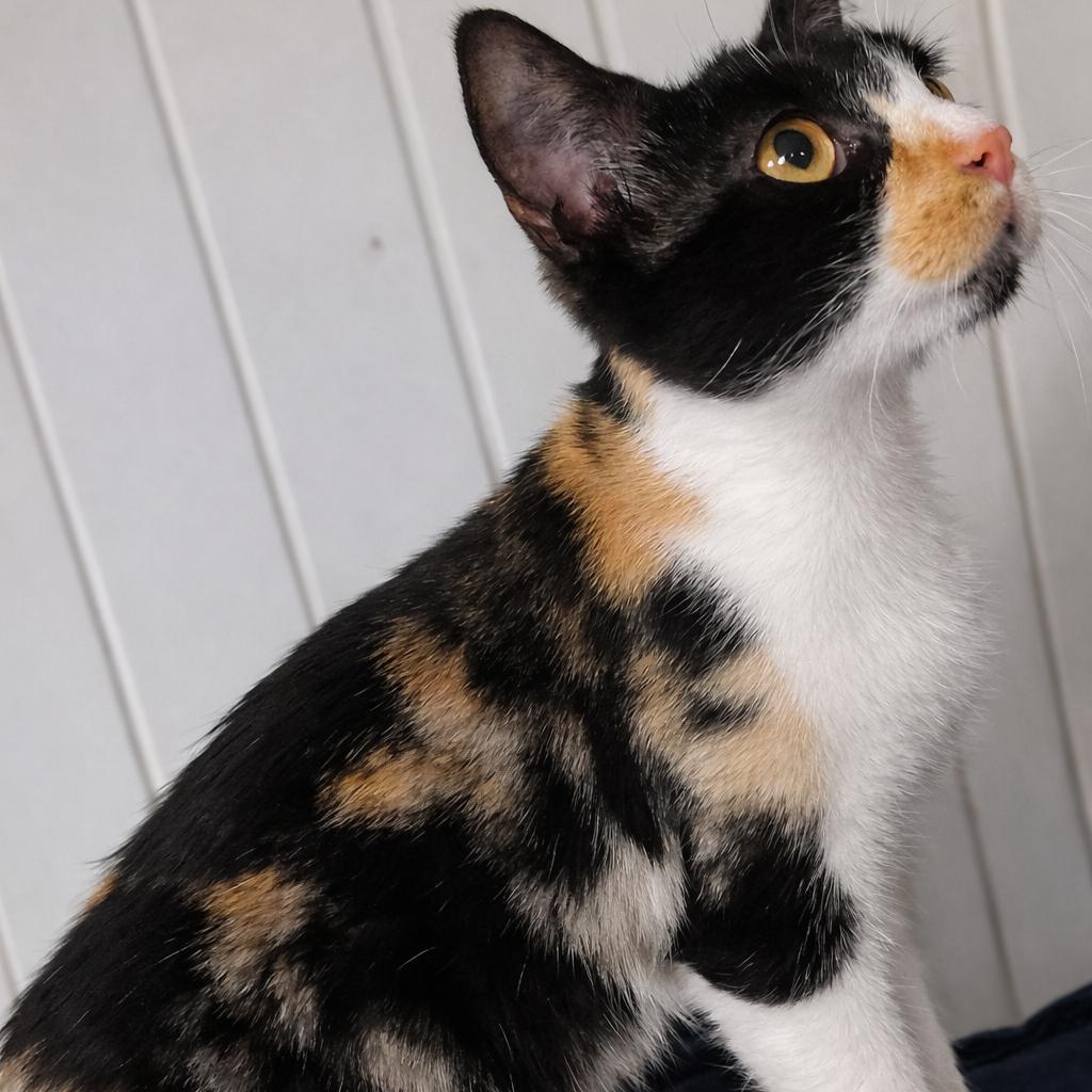 Daisy, a Adoptable Domestic Short Hair in Rochester, MN image 1/2