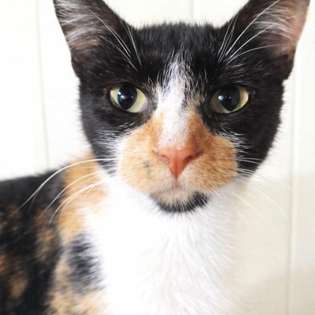 Daisy, a Adoptable Domestic Short Hair in Rochester, MN image 2/2