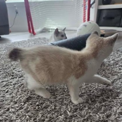 CHINO & BINX, a Adoptable Domestic Short Hair in Campbell River, BC image 6/6