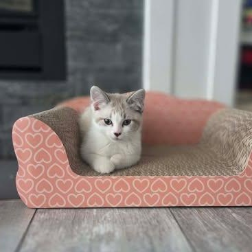 CHINO & BINX, a Adoptable Domestic Short Hair in Campbell River, BC image 5/6