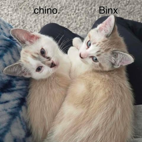 CHINO & BINX, a Adoptable Domestic Short Hair in Campbell River, BC image 1/6