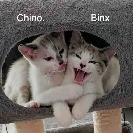CHINO & BINX, a Adoptable Domestic Short Hair in Campbell River, BC image 2/6