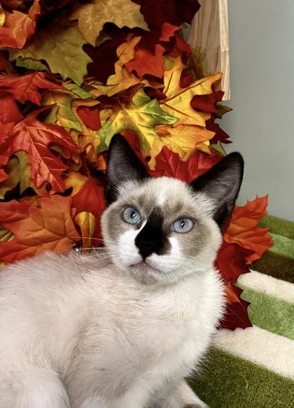 Hunter, Adoptable, Kitten Male Snowshoe & Domestic Short Hair.