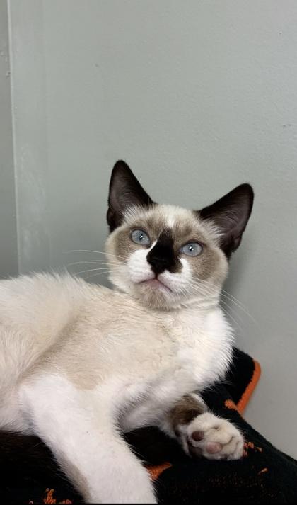 Enlarge Hunter, a Adoptable mixed breed in Picayune, MS image 2/2