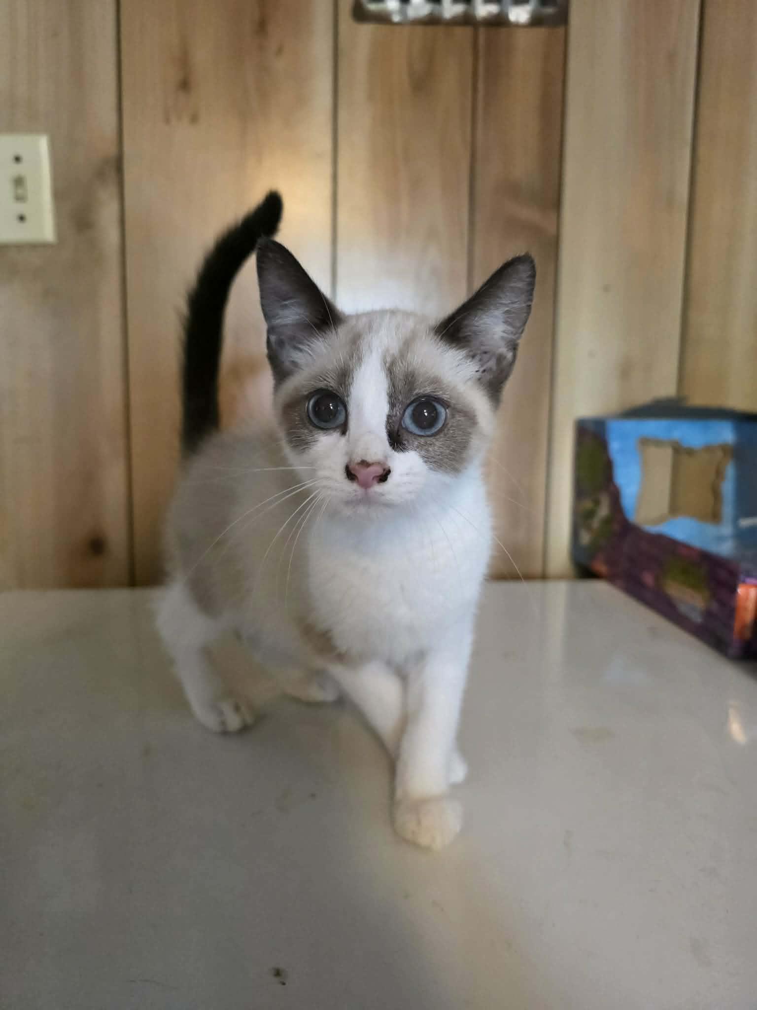 Zrytec, adopted, Kitten Male Domestic Short Hair & Siamese.
