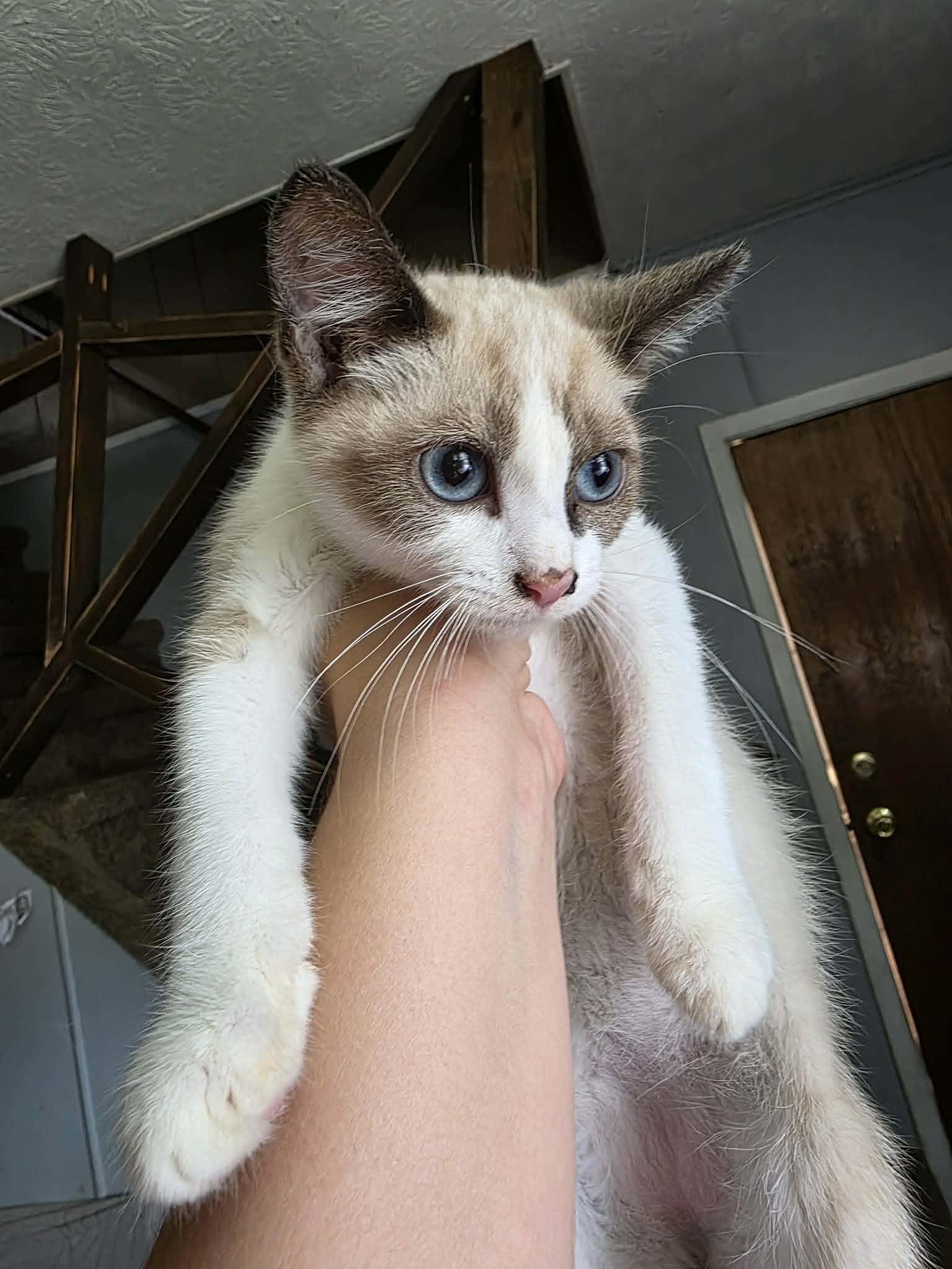 Zrytec, an adopted mixed breed in Cosby, TN image 2/2