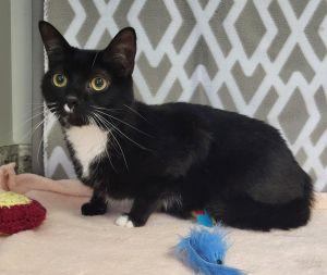 Squeekers, ADOPTABLE, Adult Male Domestic Short Hair.