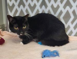 Enlarge Squeekers, a ADOPTABLE Domestic Short Hair in Bucyrus, OH image 3/3