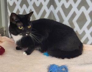 Enlarge Squeekers, a ADOPTABLE Domestic Short Hair in Bucyrus, OH image 2/3