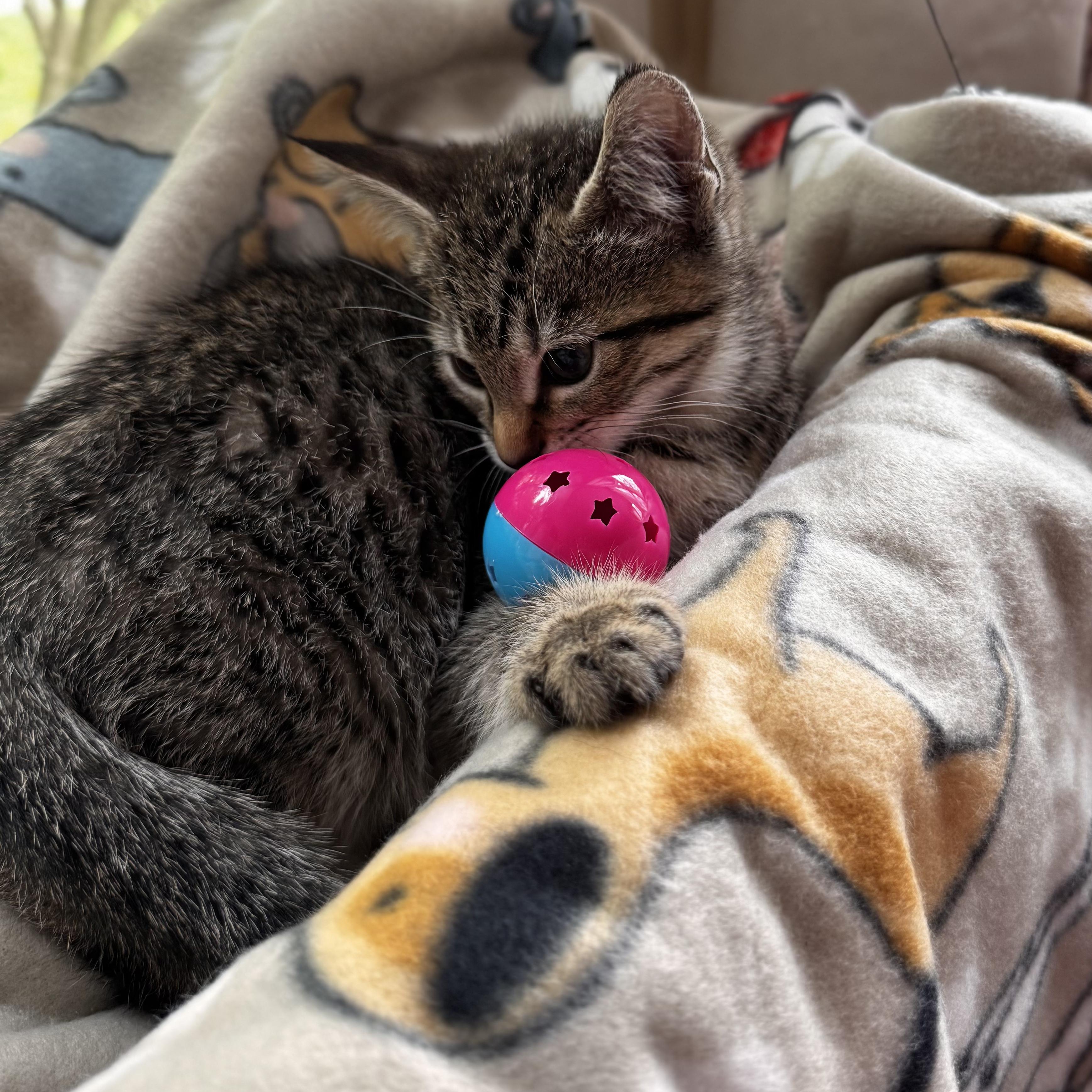 NEMO, an adoptable Domestic Short Hair in East Greenwich, RI image 6/6