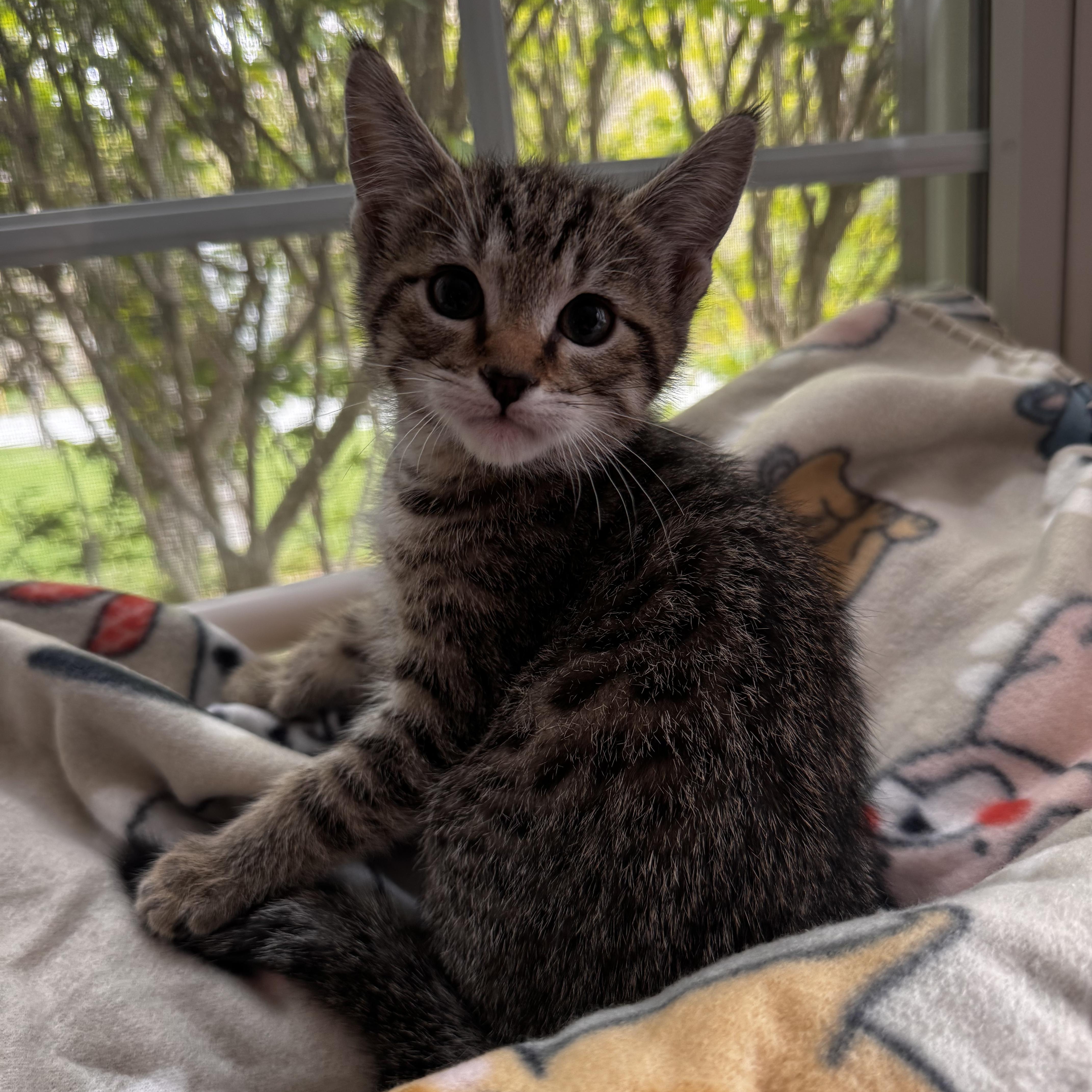 NEMO, an adoptable Domestic Short Hair in East Greenwich, RI image 2/6