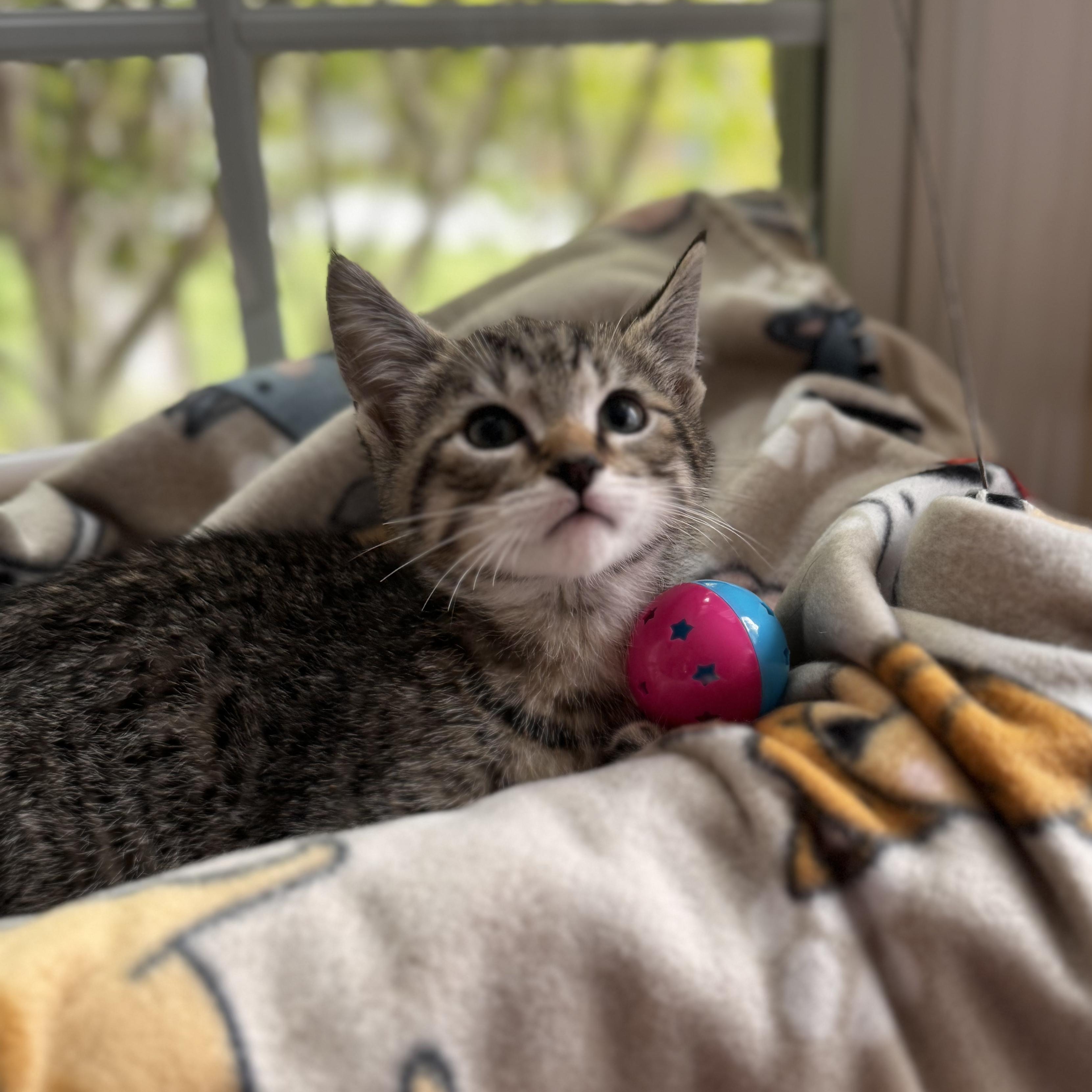 NEMO, an adoptable Domestic Short Hair in East Greenwich, RI image 5/6