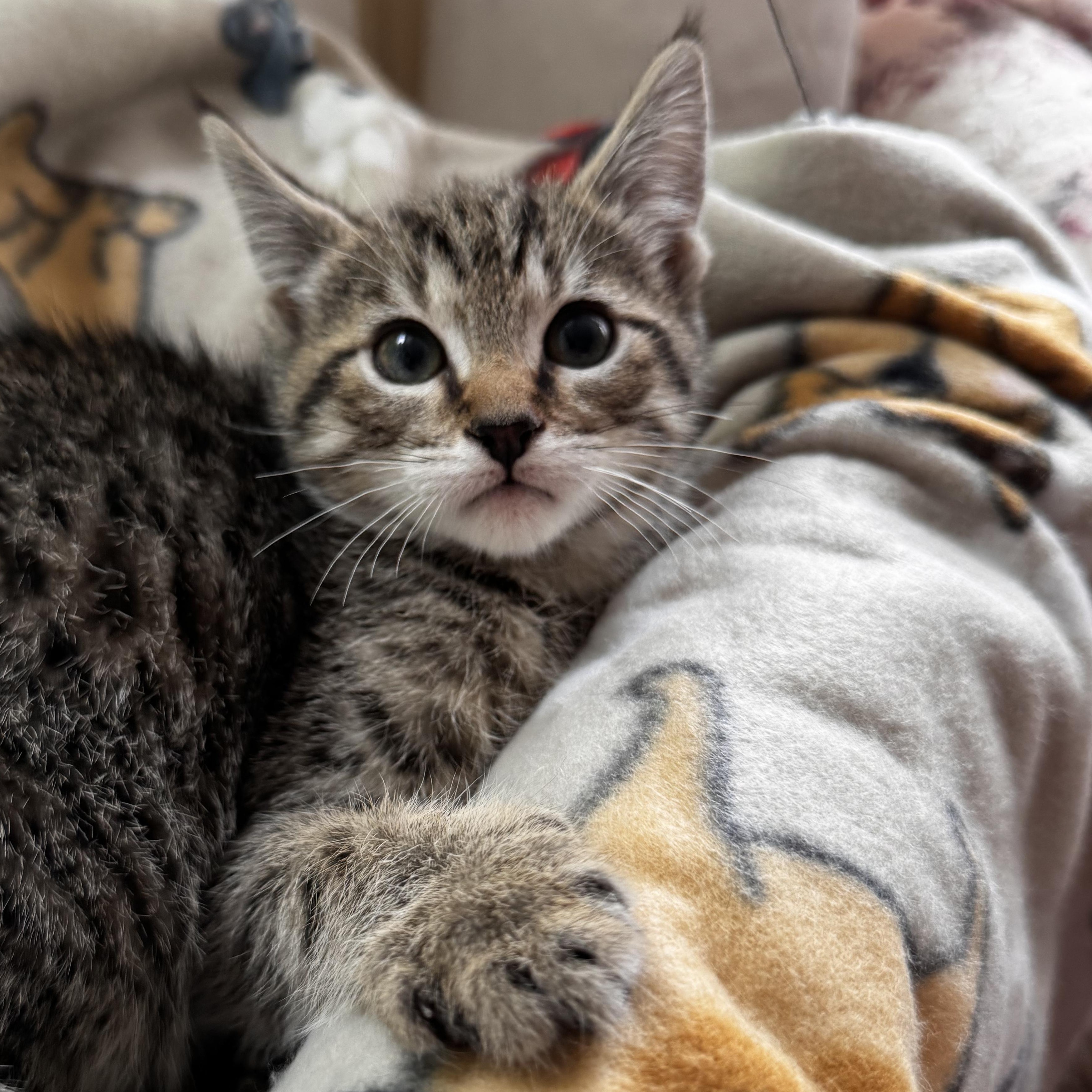 NEMO, an adoptable Domestic Short Hair in East Greenwich, RI image 3/6