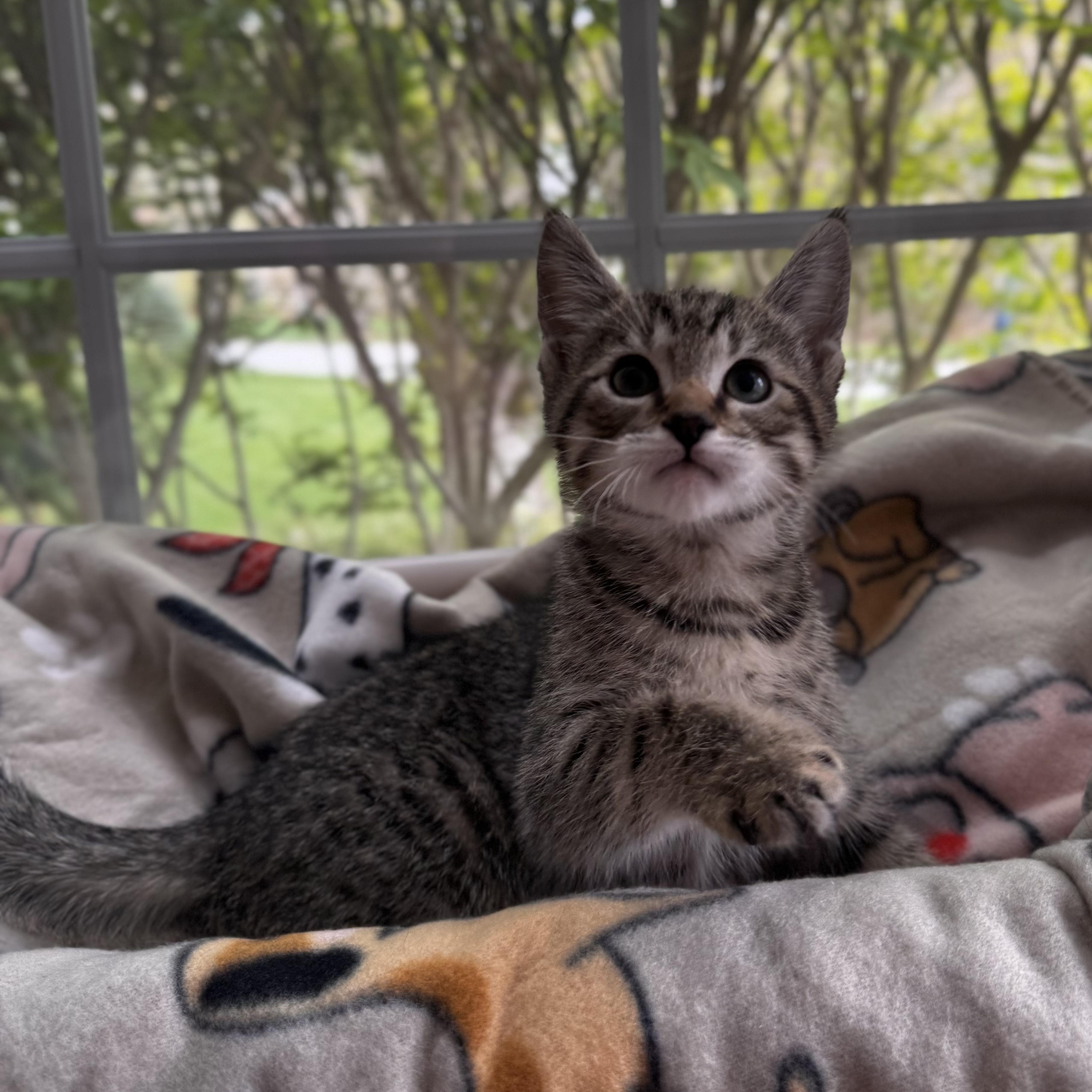 NEMO, an adoptable Domestic Short Hair in East Greenwich, RI image 4/6