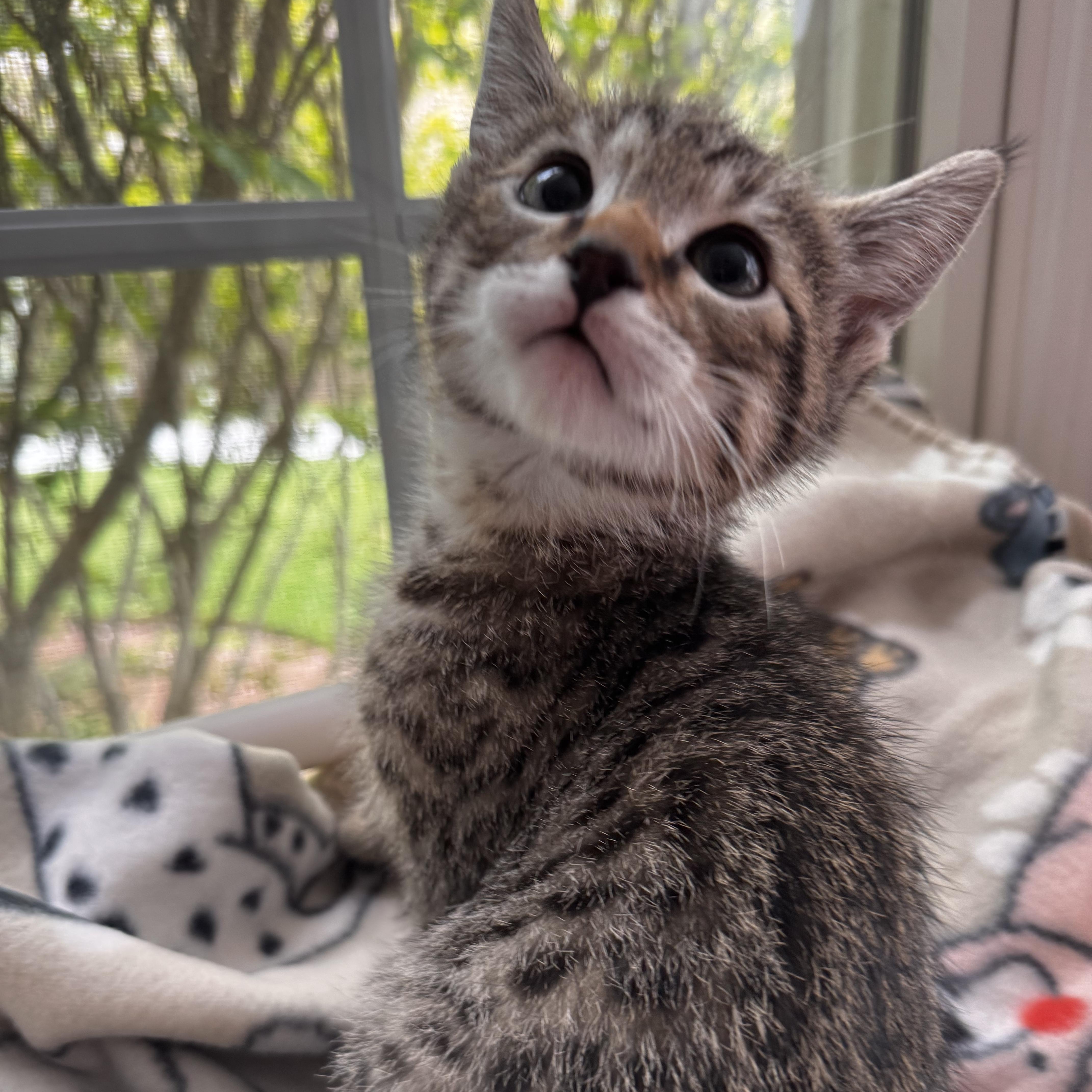 NEMO, adoptable, Kitten Male Domestic Short Hair.