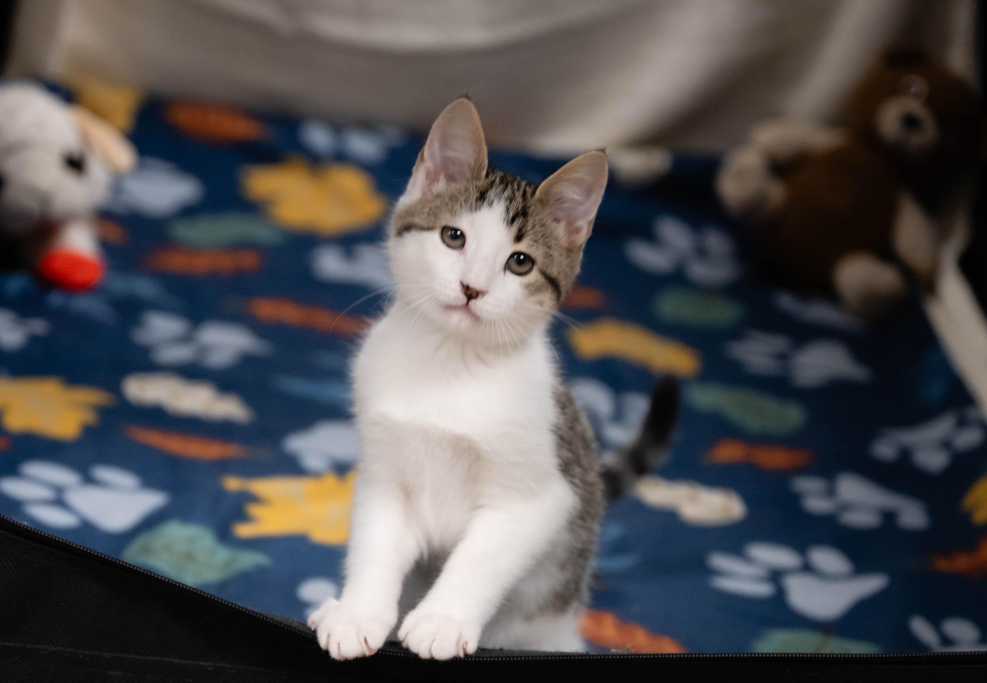 Calypso, adopted, Young Male Domestic Short Hair.