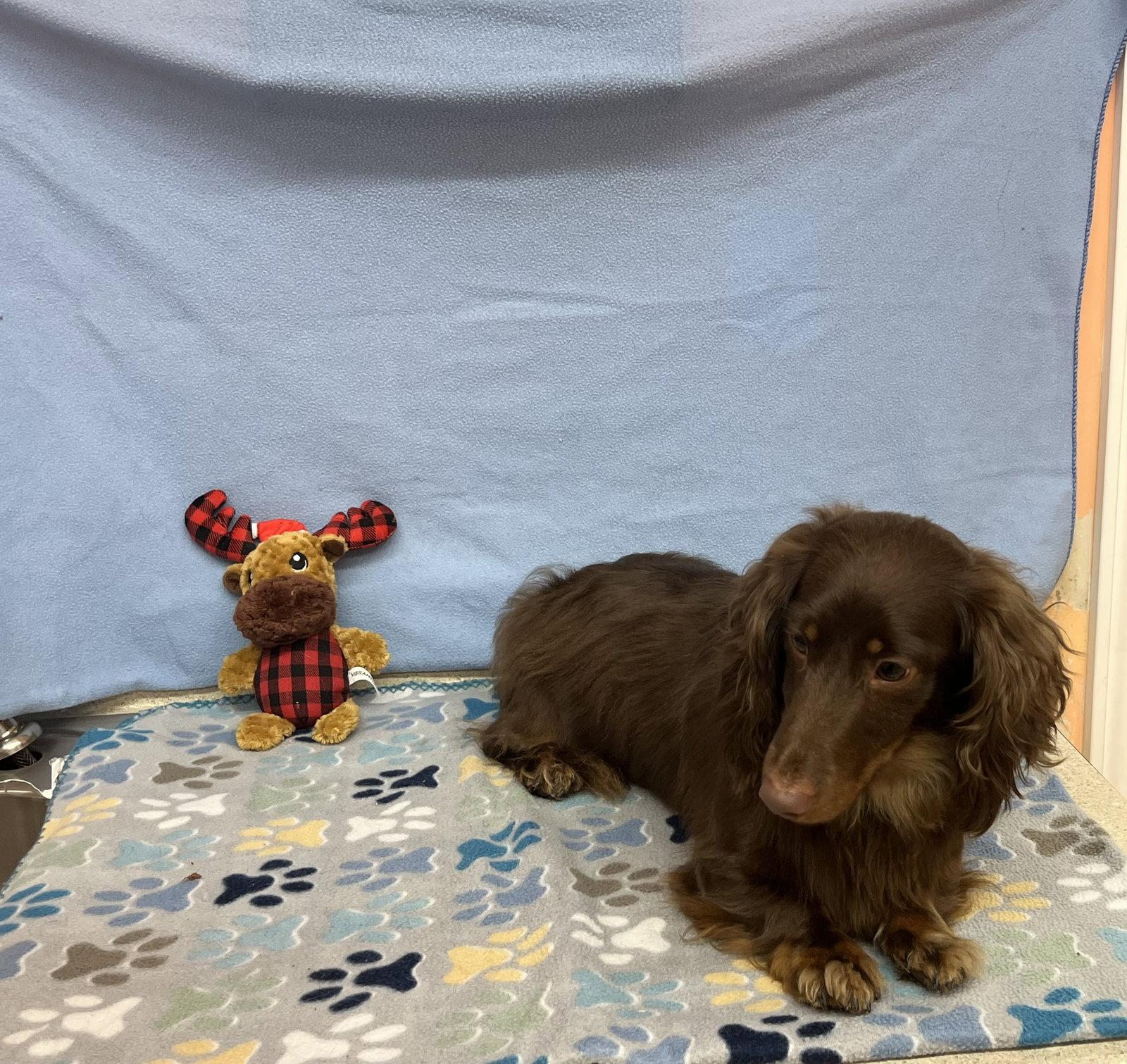 Enlarge Fynn, a Adoptable Dachshund in York, SC image 1/3