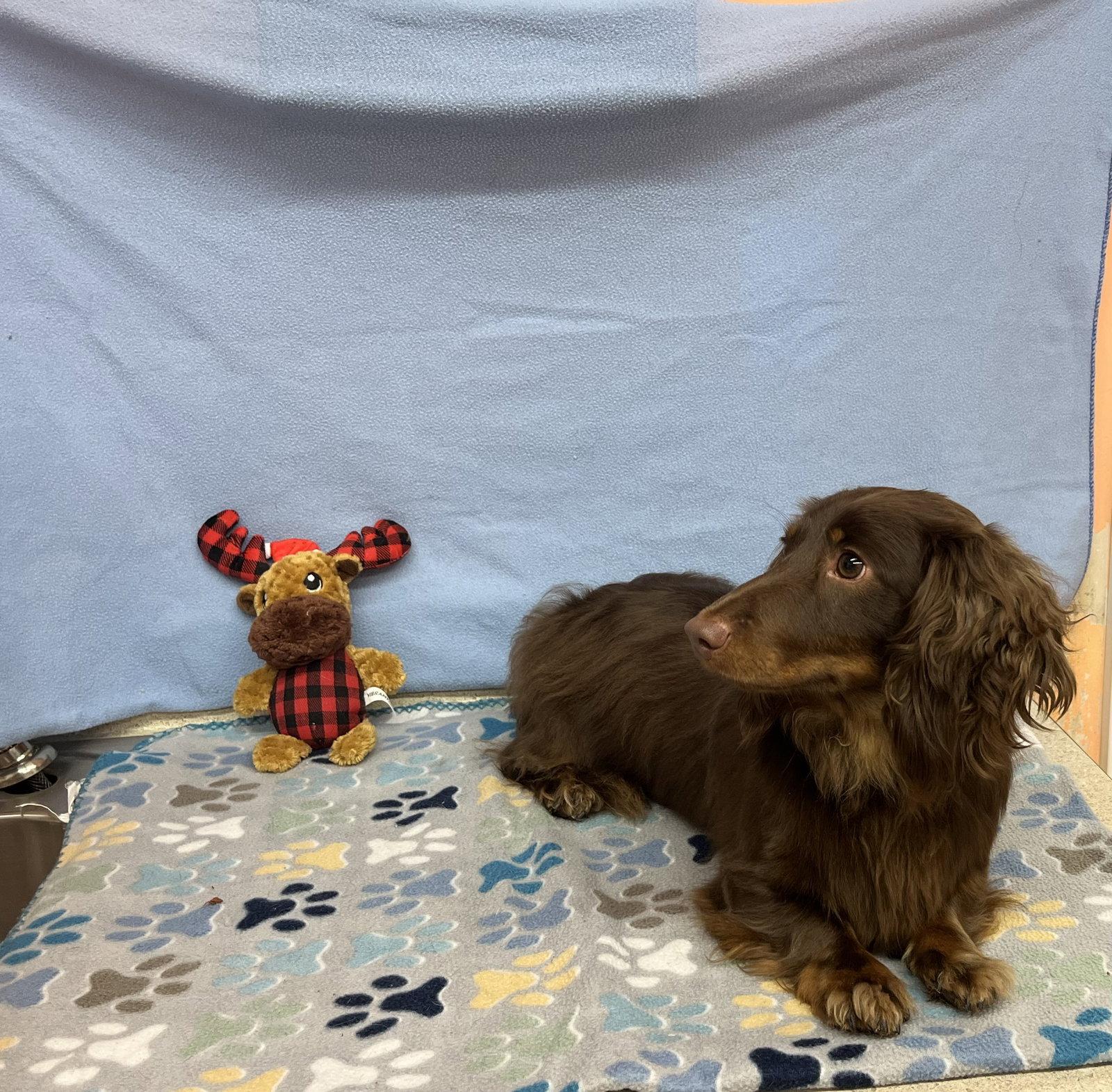 Enlarge Fynn, a Adoptable Dachshund in York, SC image 2/3