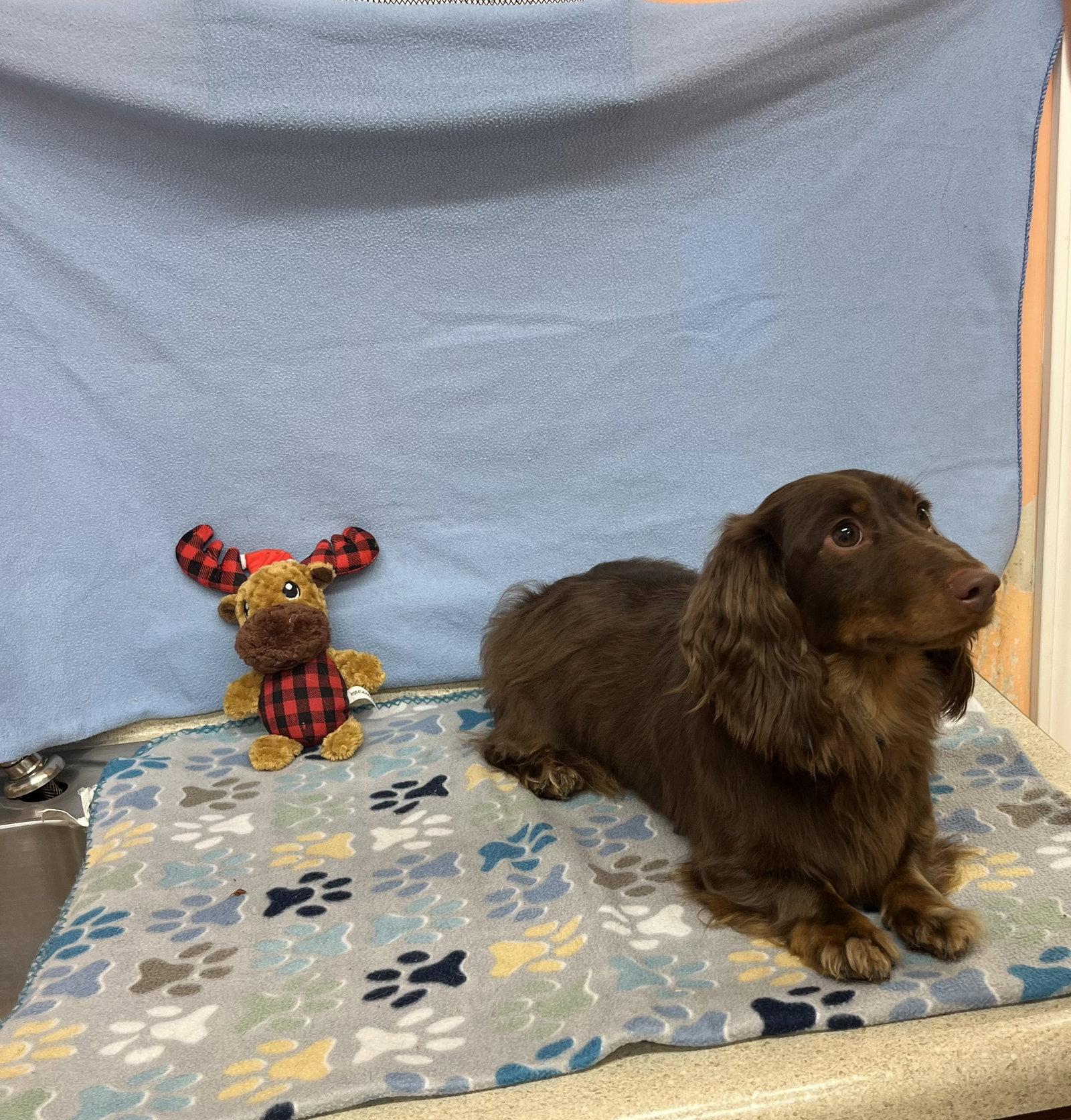 Enlarge Fynn, a Adoptable Dachshund in York, SC image 3/3