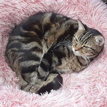 Jocelyn, Adoptable, Adult Female Tabby.