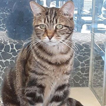 Jocelyn, a Adoptable Tabby in Massapequa, NY image 2/2