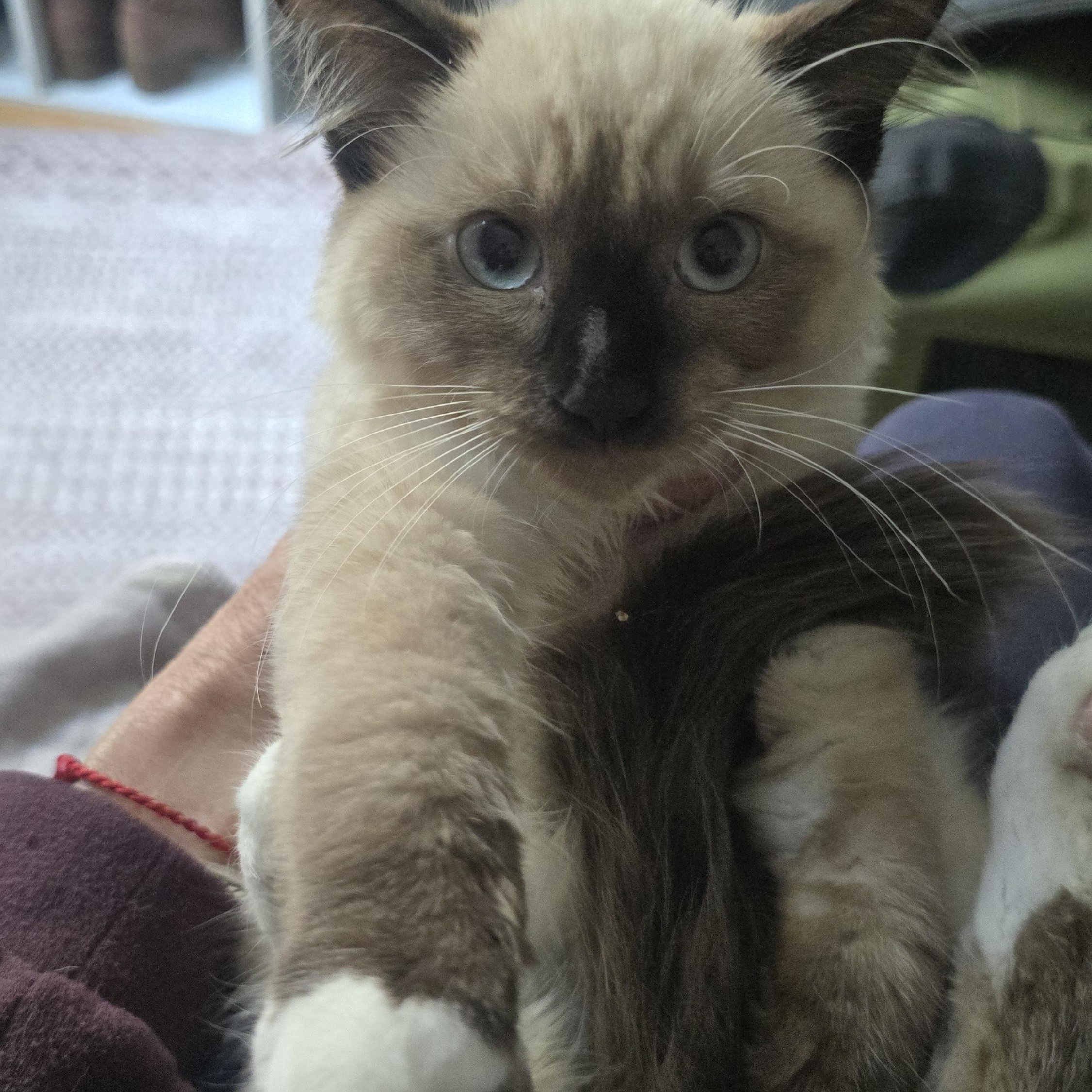Enlarge Luna, an adopted mixed breed in North Hollywood, CA image 2/3