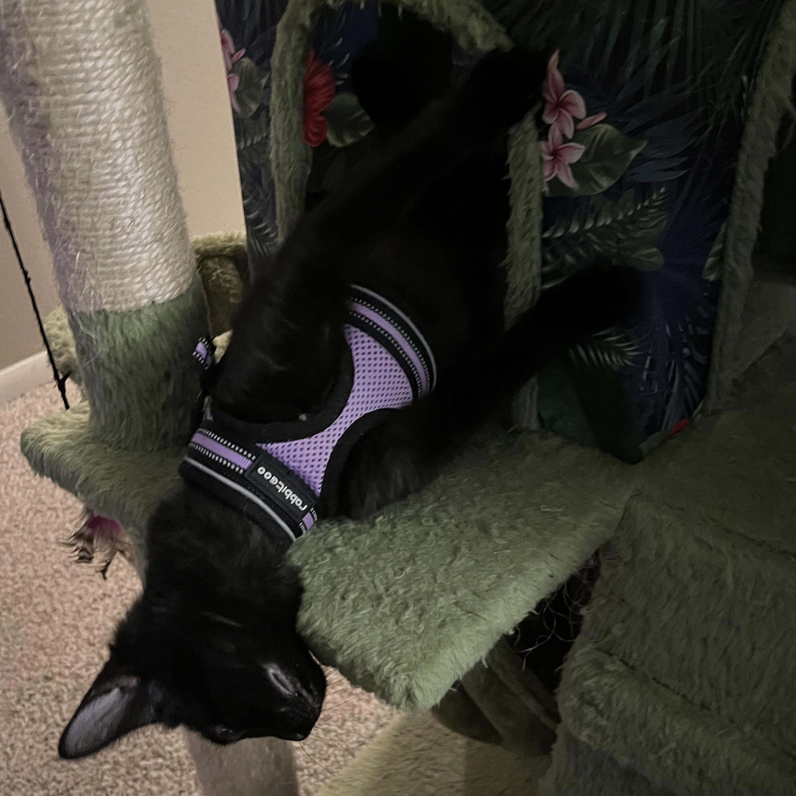 Enlarge Taci James , a Adoptable mixed breed in Denver, CO image 3/6