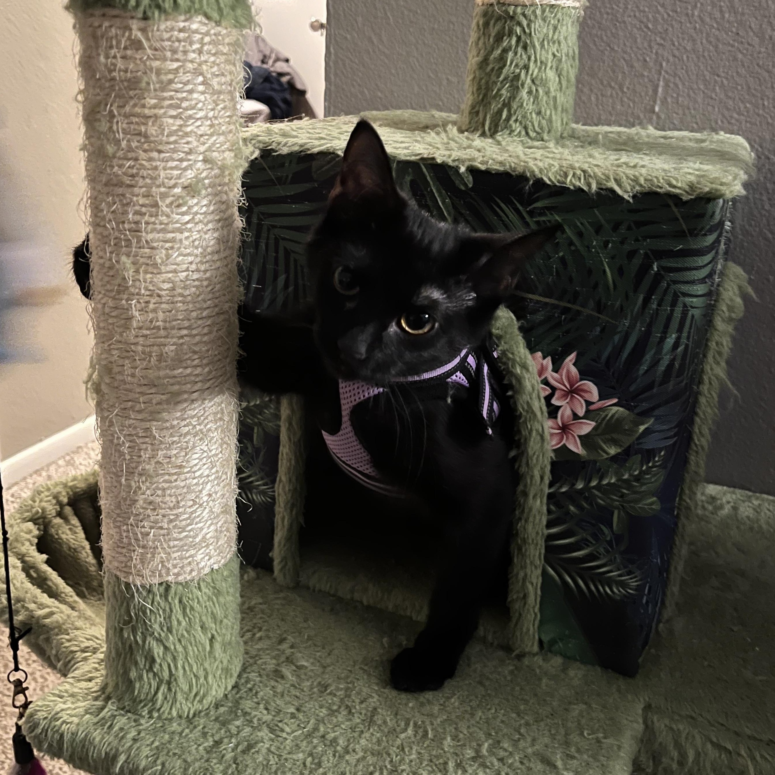 Enlarge Taci James , a Adoptable mixed breed in Denver, CO image 5/6